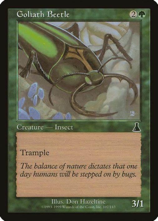 Goliath Beetle Kunto: Excellent